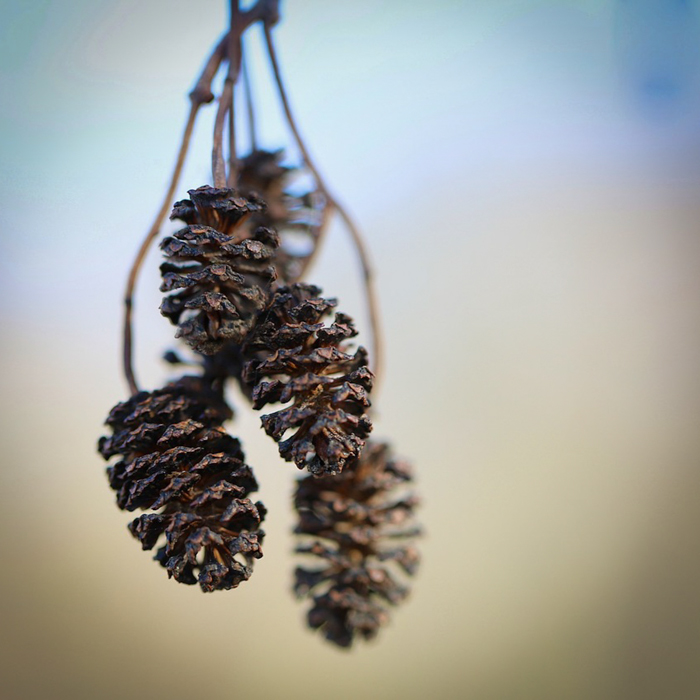 Fruits d'aulne glutineux