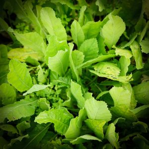 Feuilles de menthe-coq