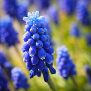 Fleurs de muscari