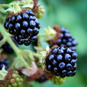Confiture de mûres