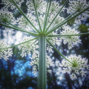 plantes médicinales