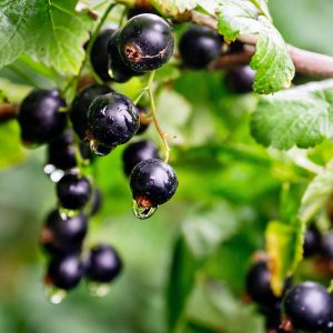 Marmelade de cassis (petit pot)