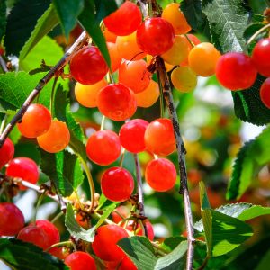 Confiture de cerises