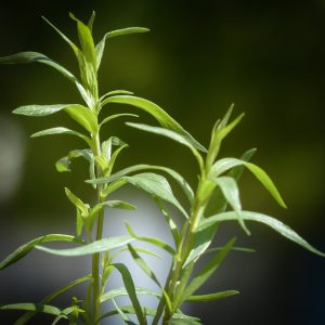 Feuilles d’estragon