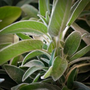 Feuilles de sauge officinale