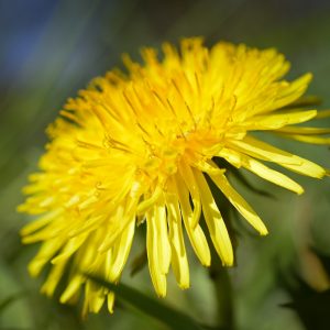 Fleurs de pissenlit