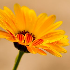 Fleurs de souci
