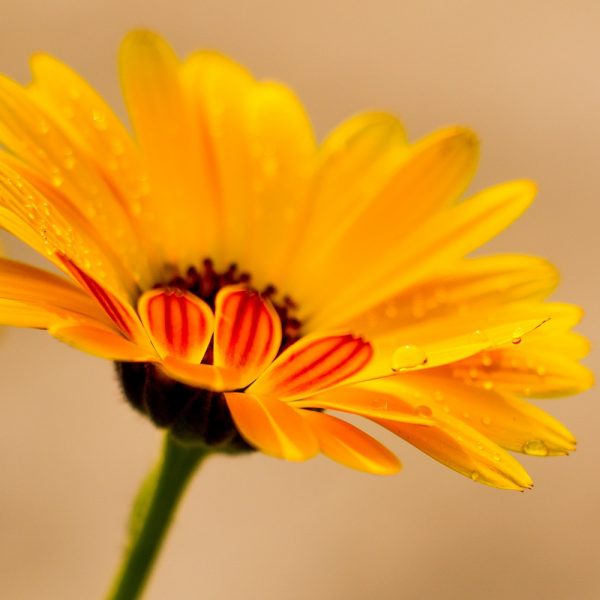 fleur de souci