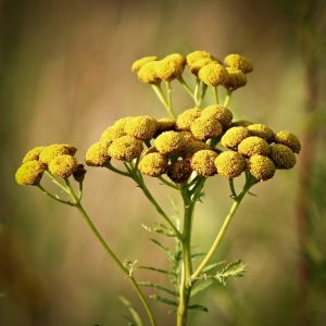 Fleurs de tanaisie