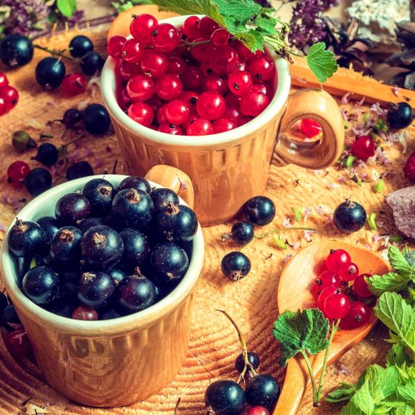 fruits des bois
