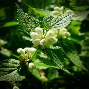 Sommités fleuries de lamier blanc