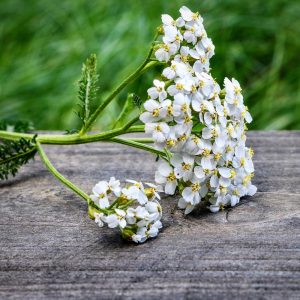 Sommités fleuries d’achillée millefeuille