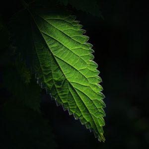 Feuilles d’ortie