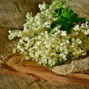 Fleurs de sureau