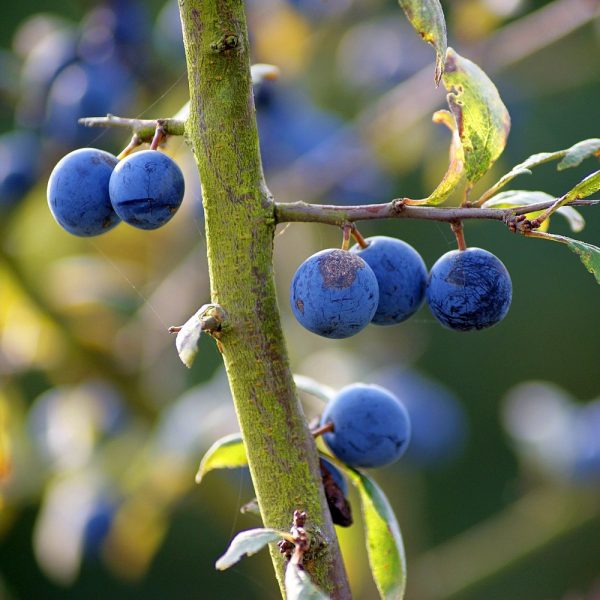 prunelles