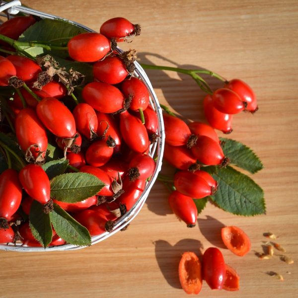 confiture de cynorhodon (églantier)