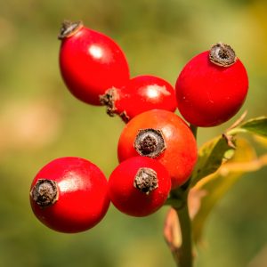 Confiture de cynorhodons (petit pot)