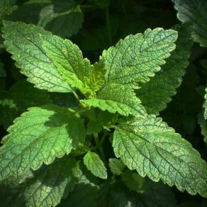 Feuilles de mélisse officinale